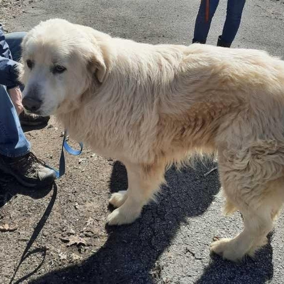 Enlarge Big Bob - New to rescue - Foster Needed, a ADOPTABLE Great Pyrenees in Indianapolis, IN image 3/6