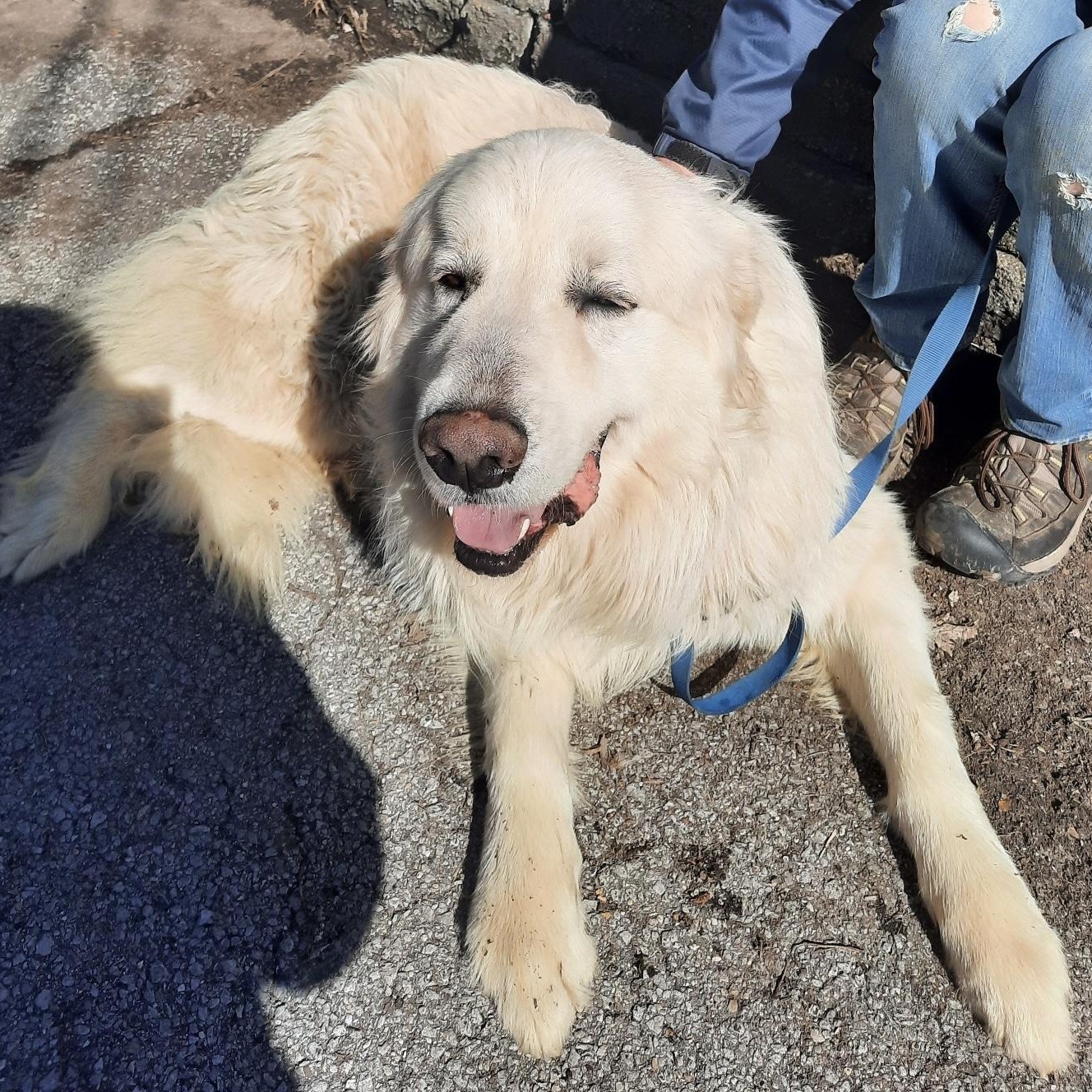 Big Bob - New to rescue - Foster Needed — thumbnail 5