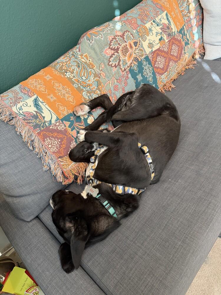 Enlarge Ivy, a Adoptable mixed breed in Denver, CO image 1/5