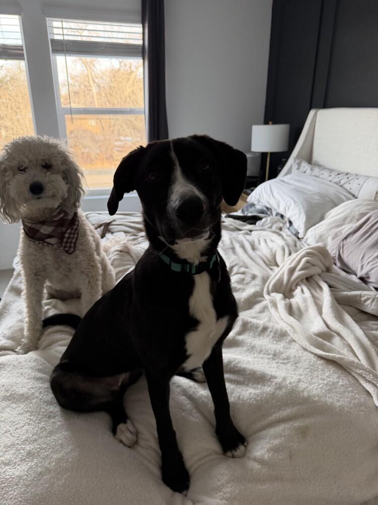 Enlarge Ivy, a Adoptable mixed breed in Denver, CO image 2/5