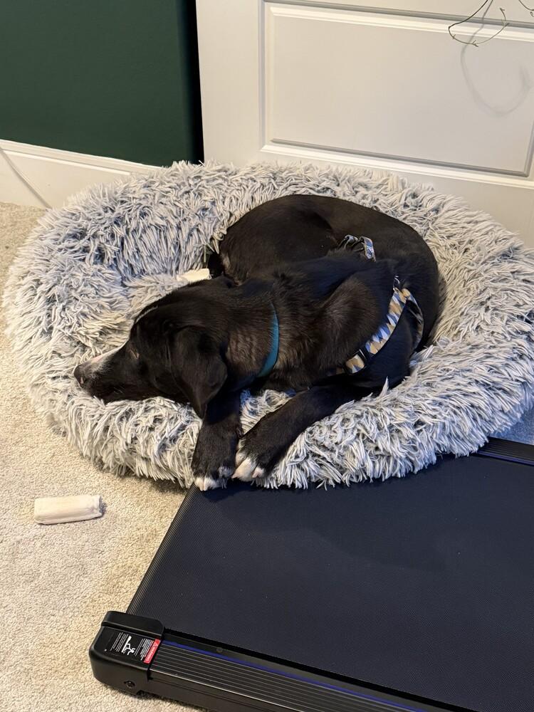 Enlarge Ivy, a Adoptable mixed breed in Denver, CO image 3/5