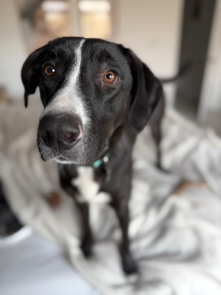 Enlarge Ivy, a Adoptable mixed breed in Denver, CO image 4/5