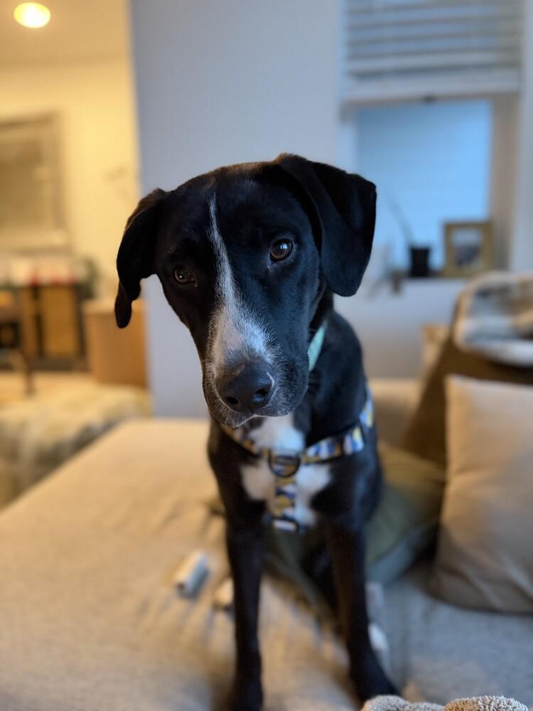 Enlarge Ivy, a Adoptable mixed breed in Denver, CO image 5/5