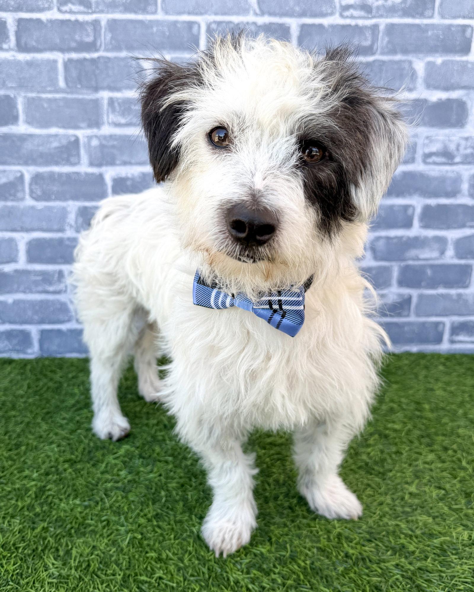 Ziggy, Adoptable, Adult Male Terrier.