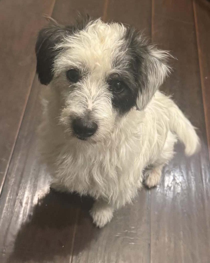 Enlarge Ziggy, a Adoptable Terrier in Corona, CA image 3/3