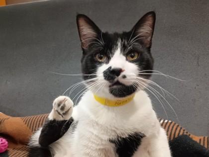 Gio, Adoptable, Young Male Domestic Short Hair.