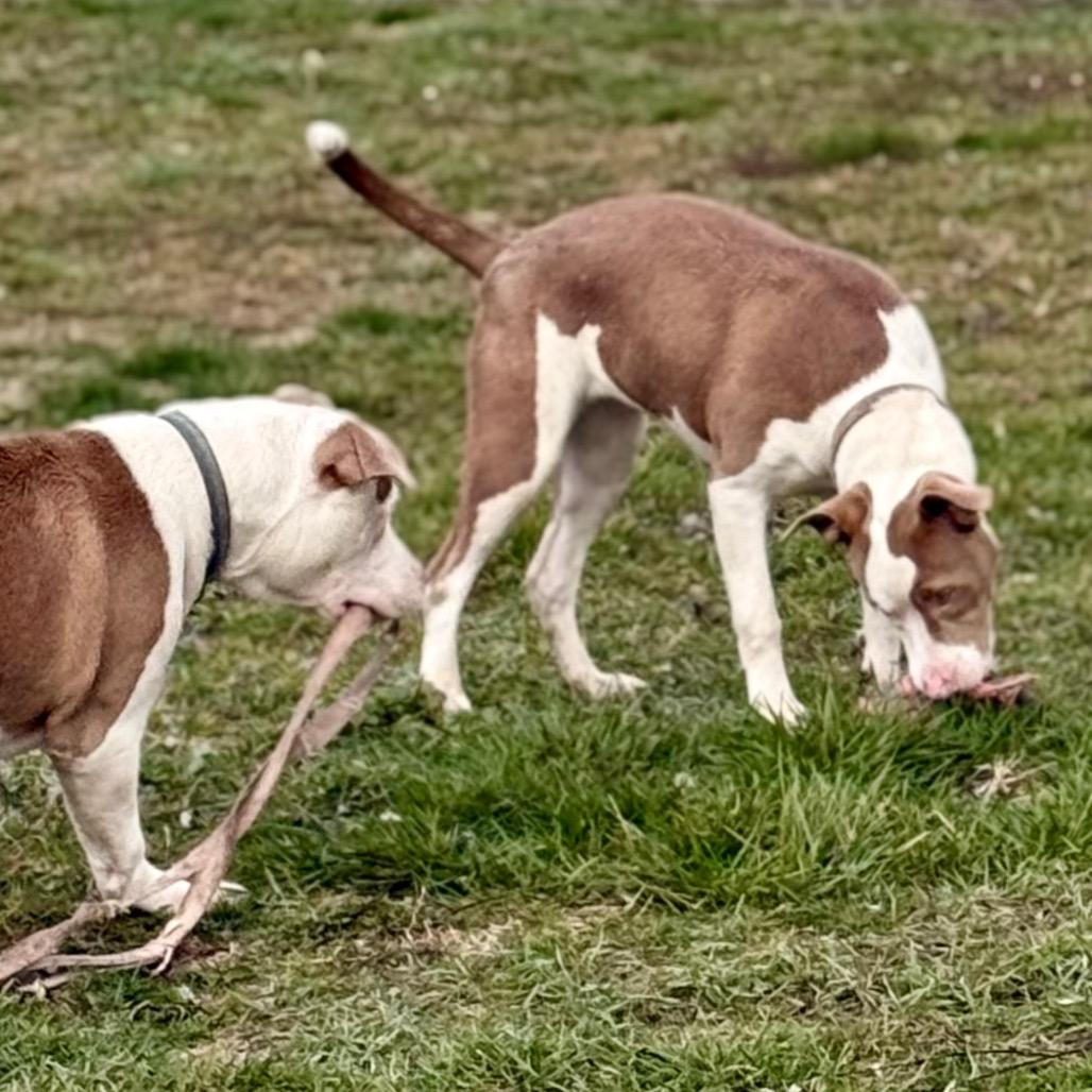 Lola, a Adoptable Pit Bull Terrier in West Richland, WA image 1/6