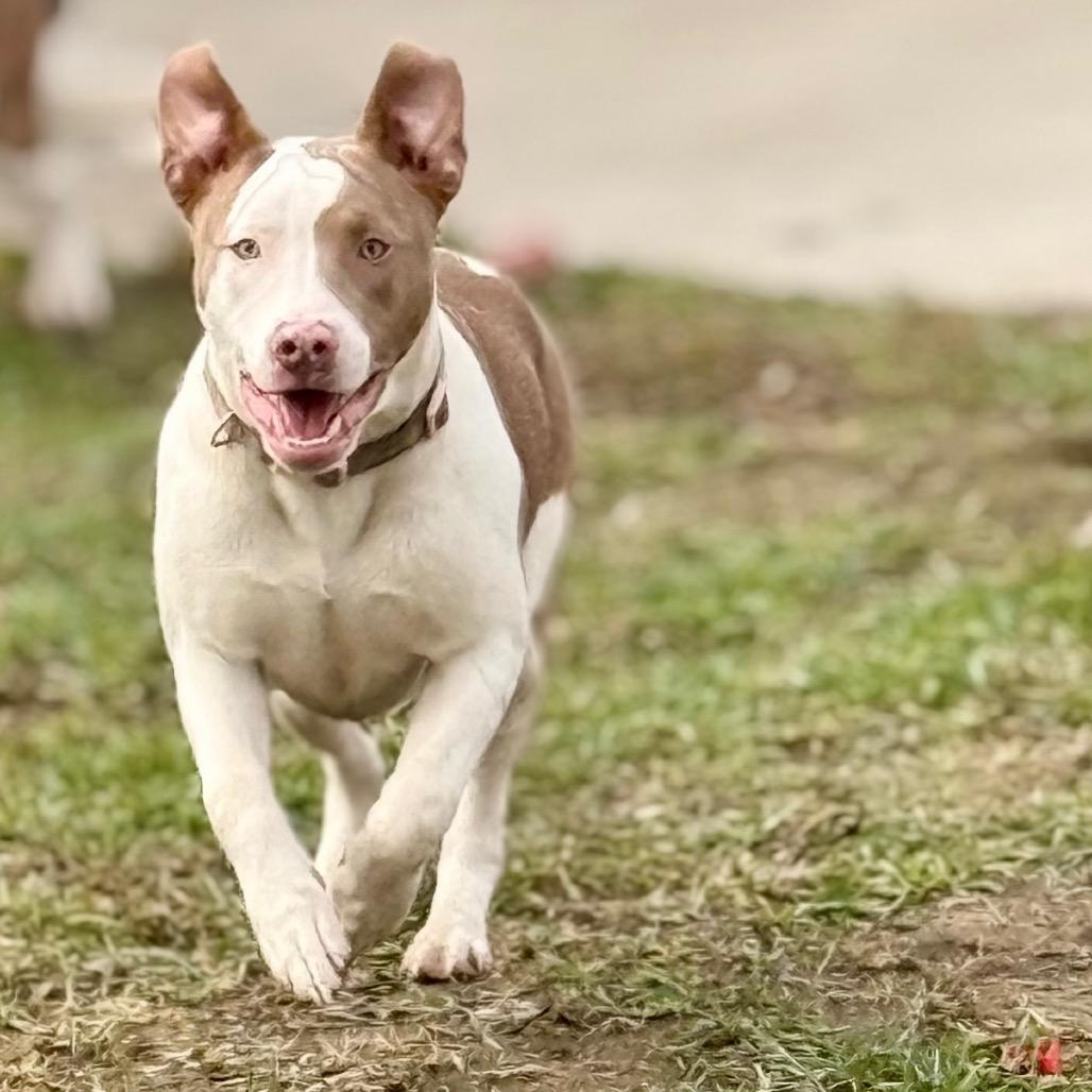 Lola, a Adoptable Pit Bull Terrier in West Richland, WA image 2/6