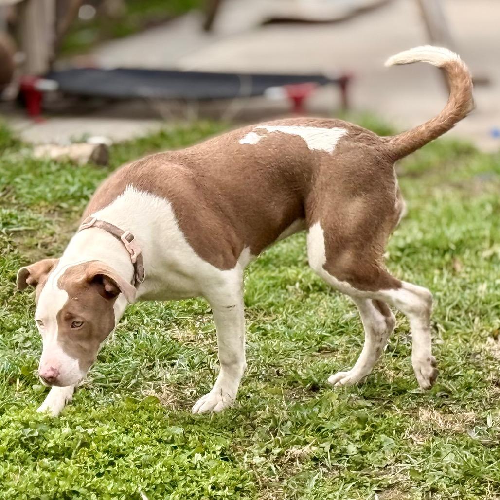 Lola, a Adoptable Pit Bull Terrier in West Richland, WA image 3/6