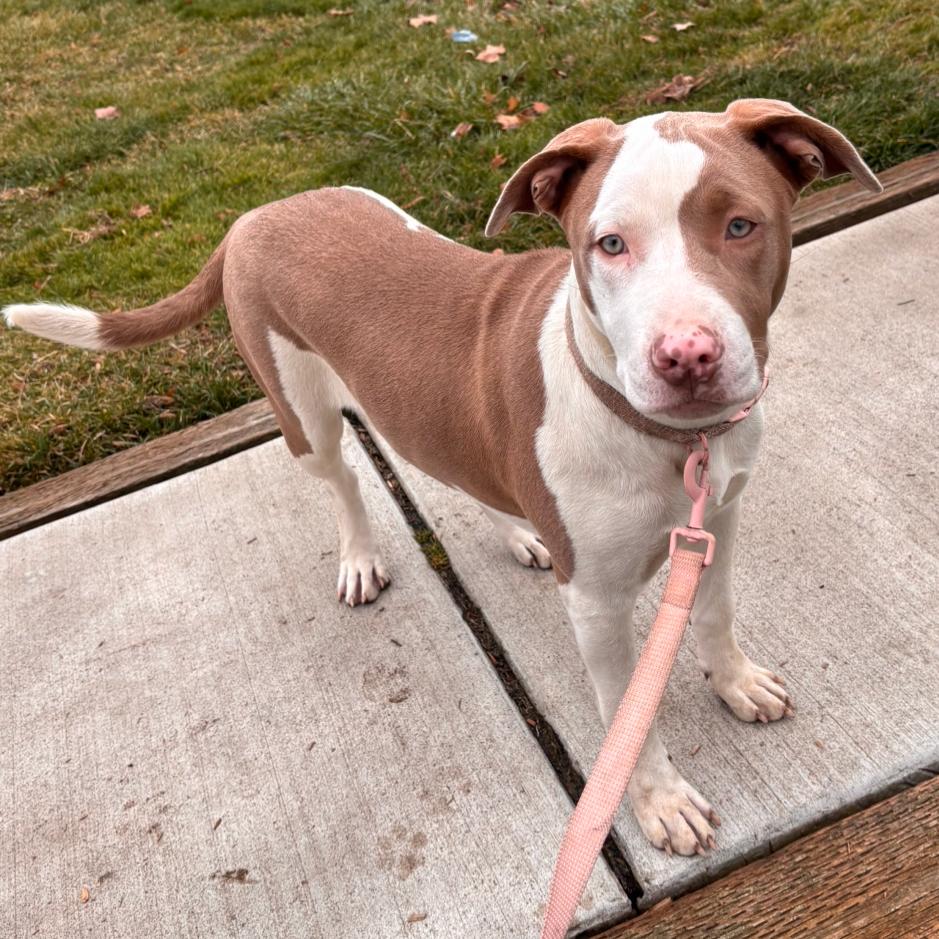 Lola, a Adoptable Pit Bull Terrier in West Richland, WA image 5/6