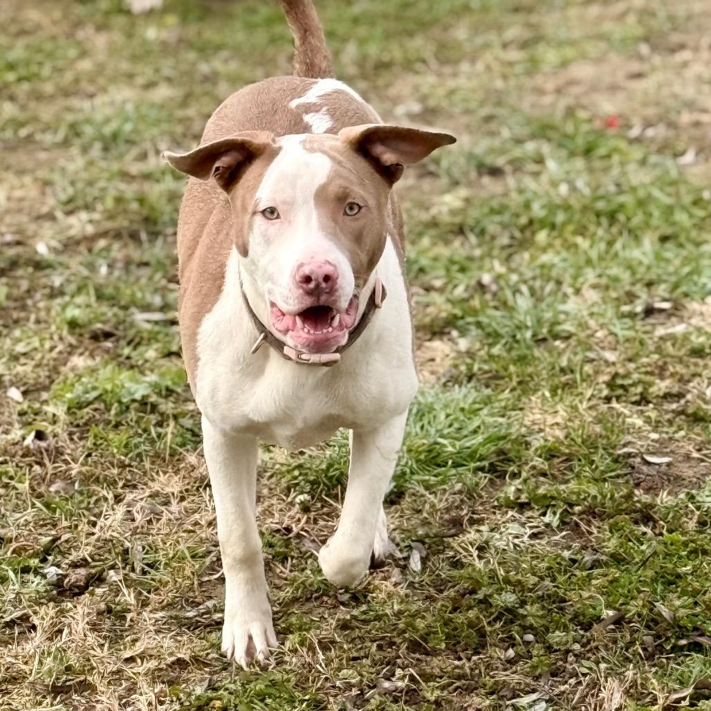 Lola, a Adoptable Pit Bull Terrier in West Richland, WA image 6/6