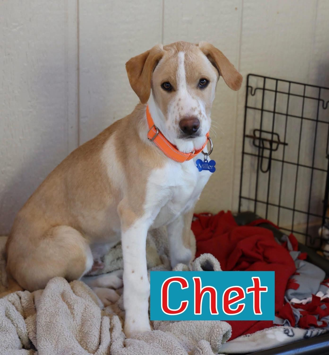 Chet, ADOPTABLE, Young Male Hound.