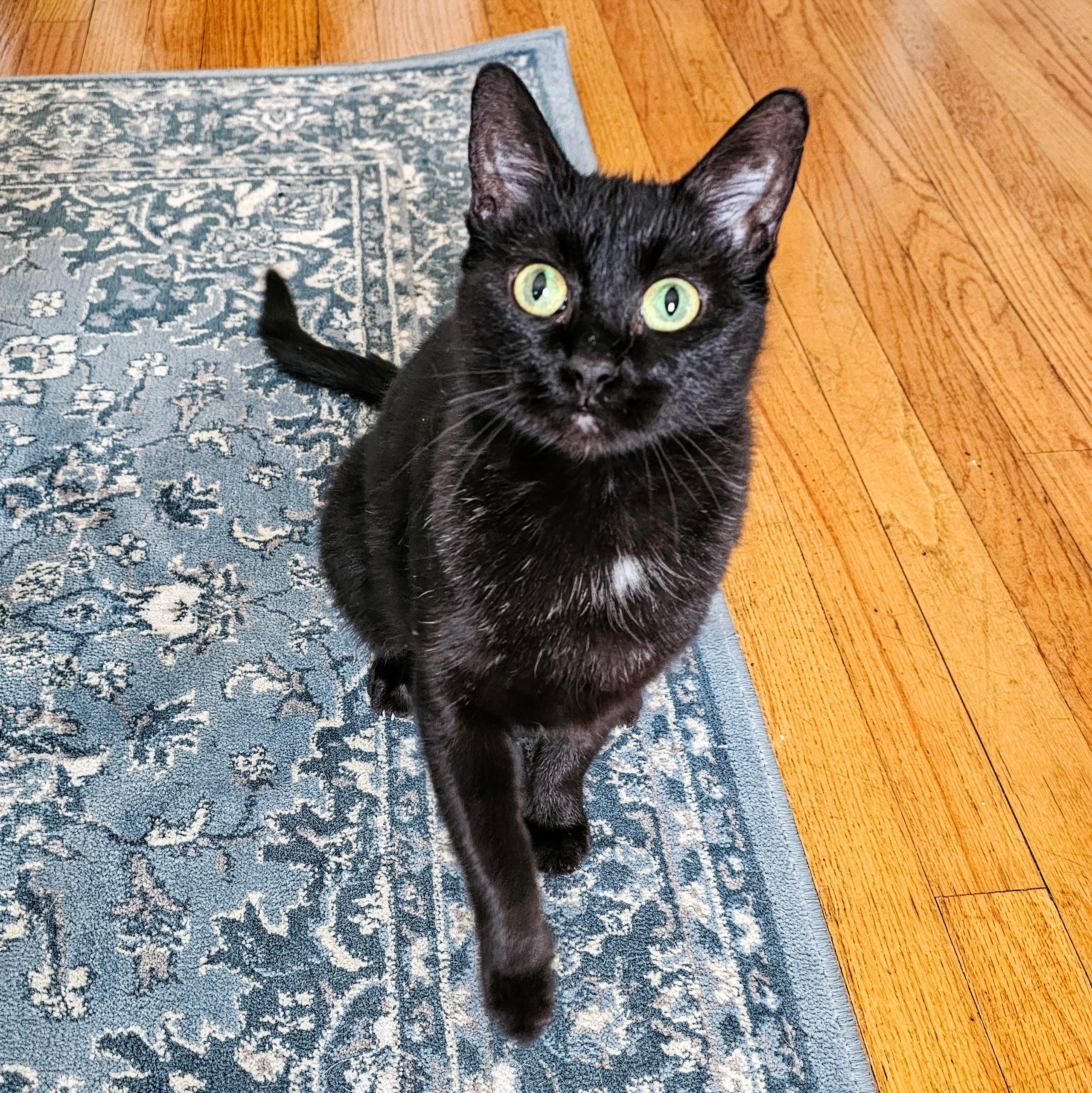 Lola, ADOPTABLE, Adult Female Domestic Short Hair.