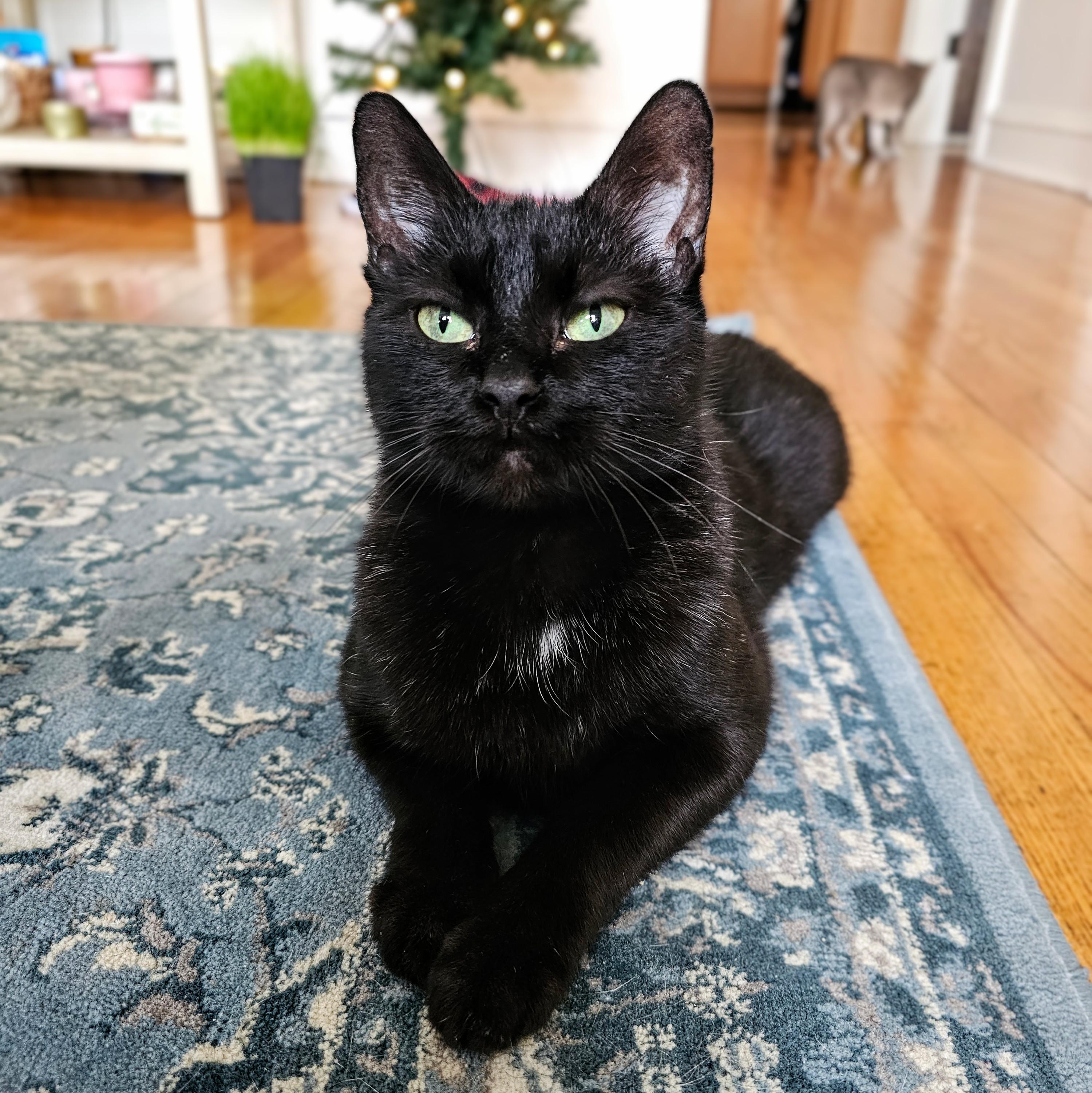 Enlarge Lola, a ADOPTABLE Domestic Short Hair in Chicago, IL image 2/6