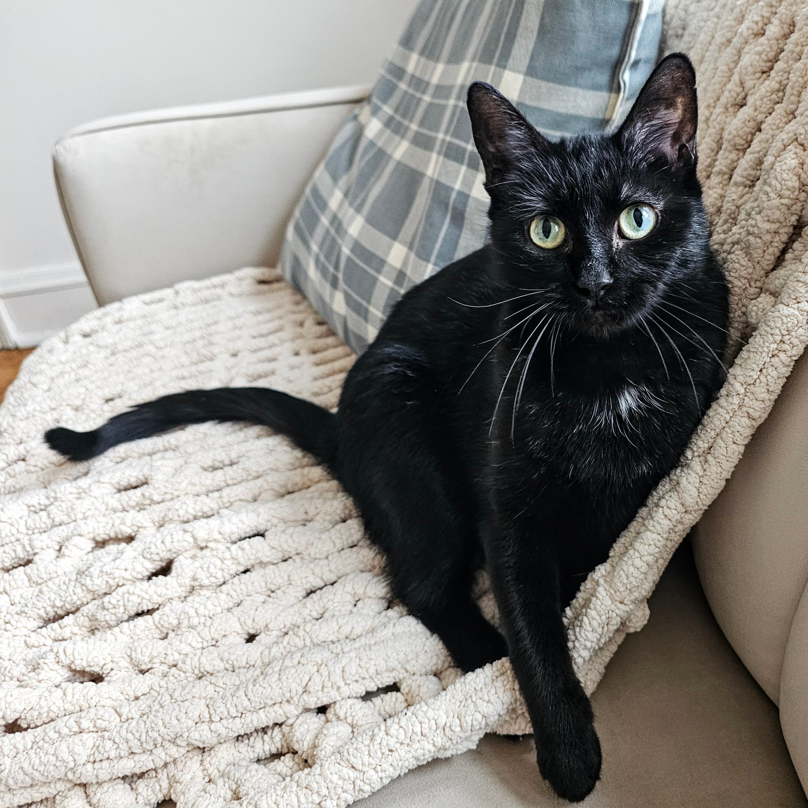 Enlarge Lola, a ADOPTABLE Domestic Short Hair in Chicago, IL image 3/6