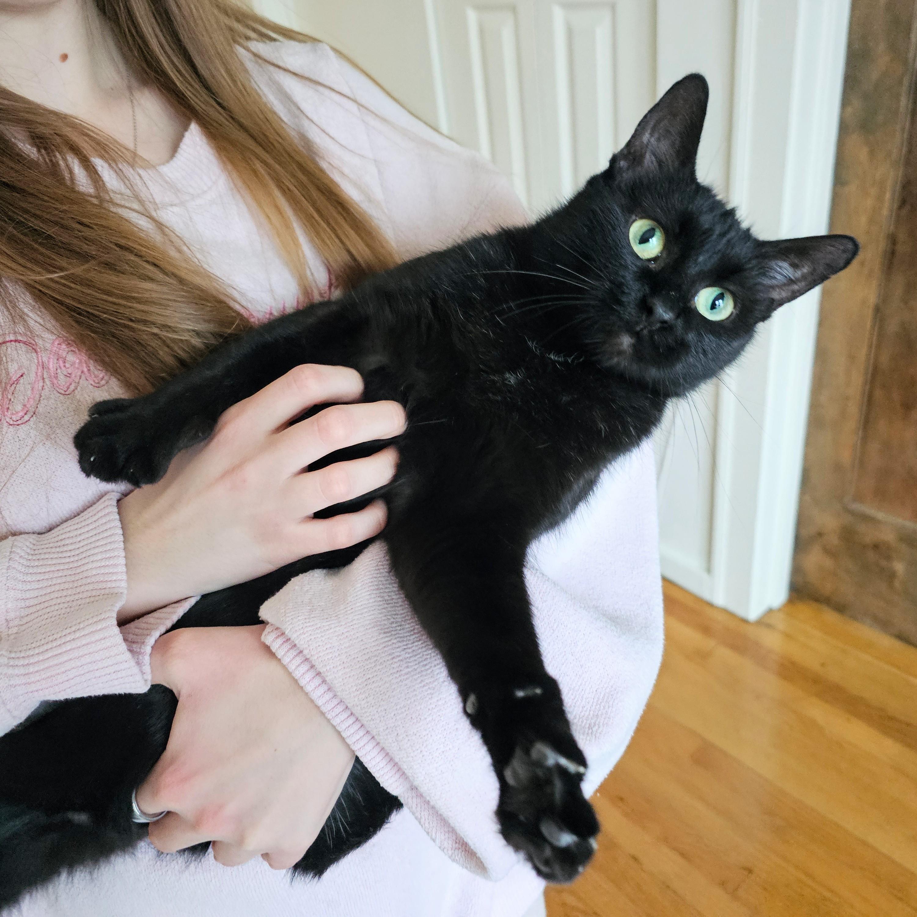 Enlarge Lola, a ADOPTABLE Domestic Short Hair in Chicago, IL image 4/6