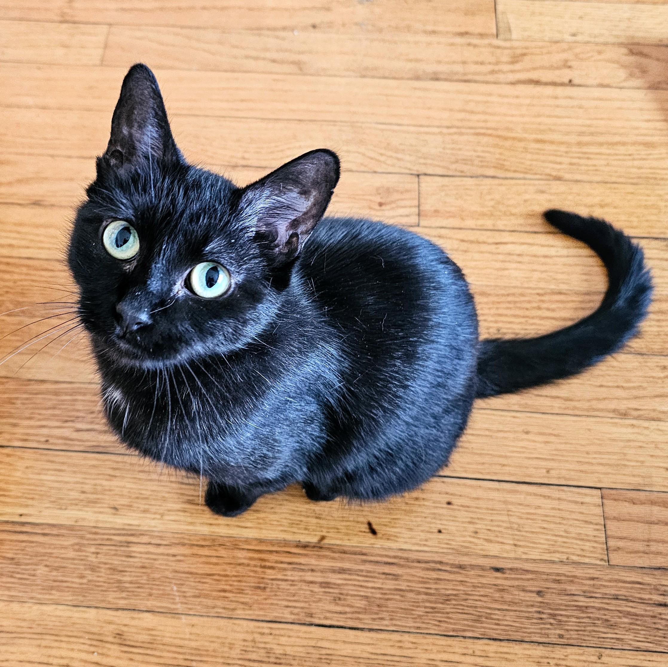 Enlarge Lola, a ADOPTABLE Domestic Short Hair in Chicago, IL image 5/6
