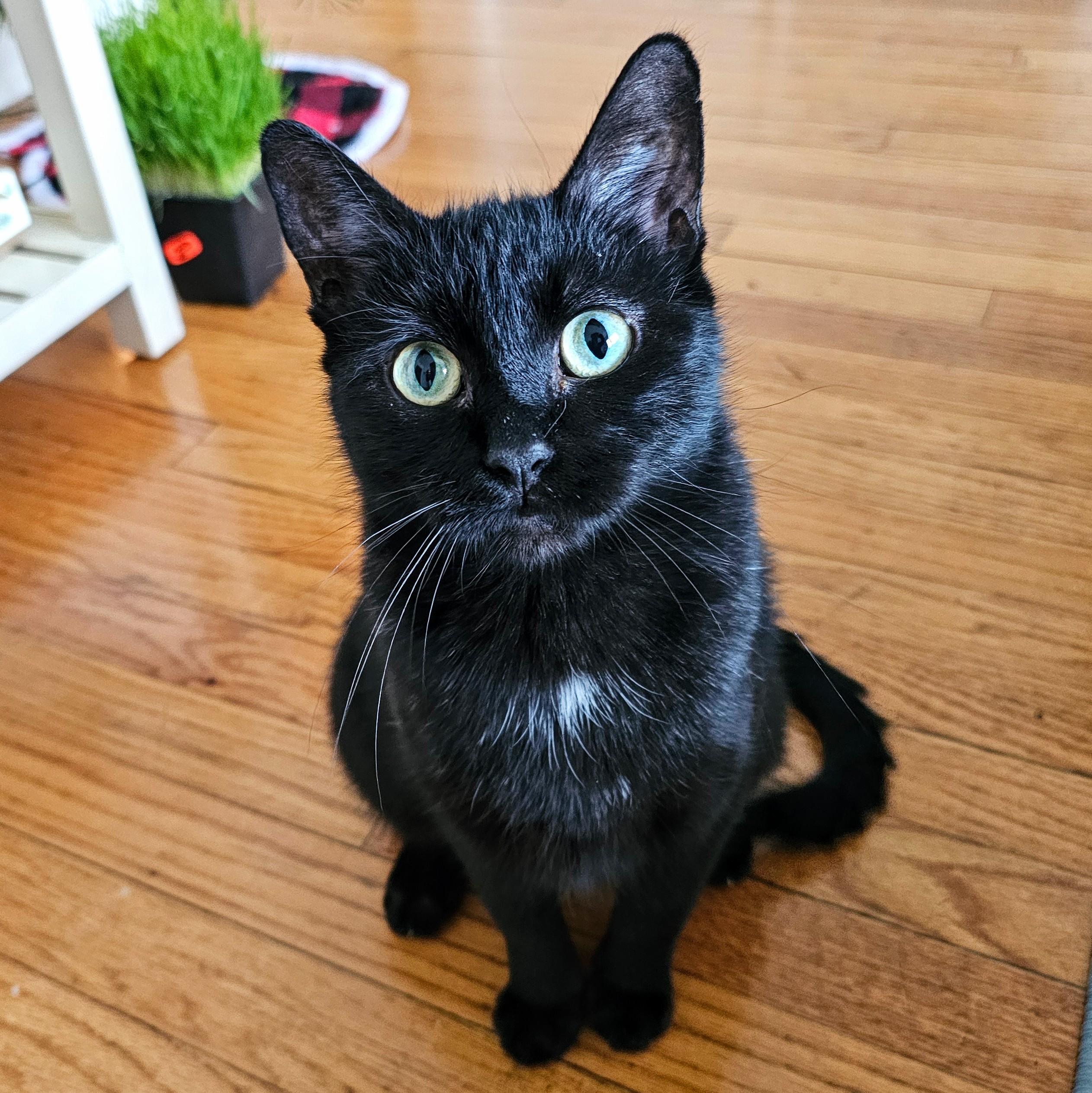 Enlarge Lola, a ADOPTABLE Domestic Short Hair in Chicago, IL image 6/6