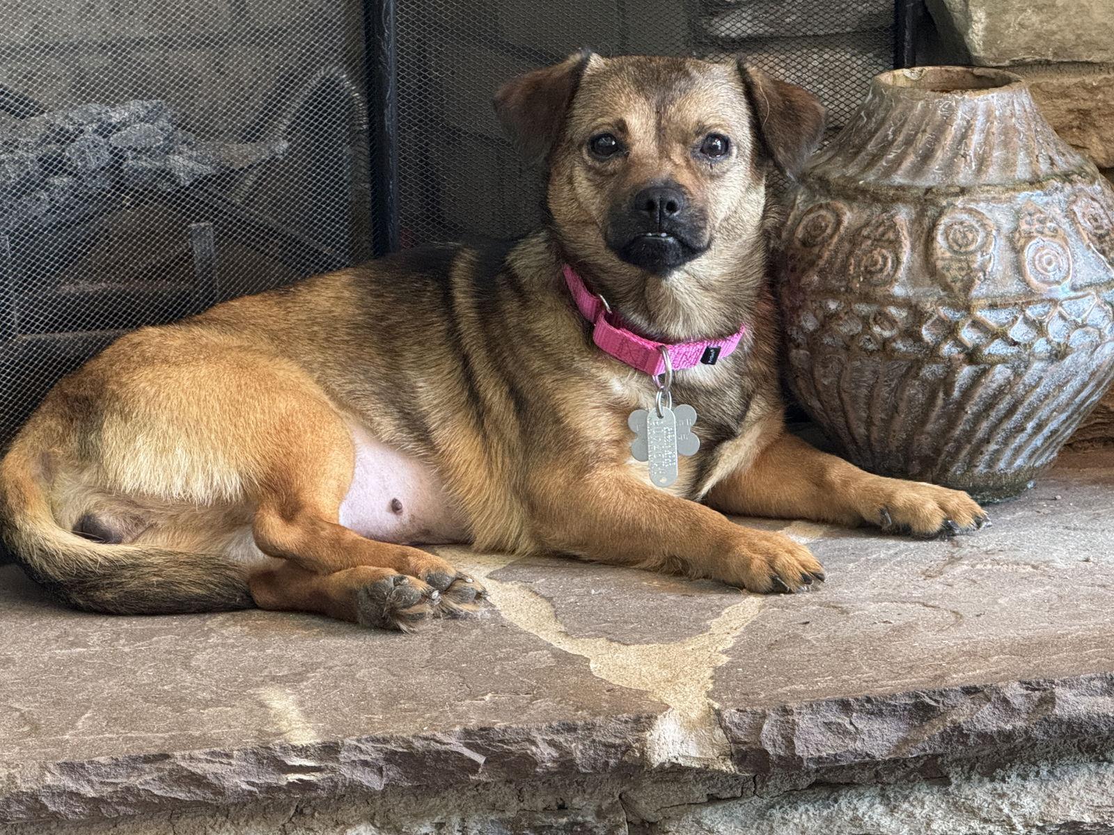 Enlarge Chrissy, a Adoptable mixed breed in Holly Springs, NC image 1/2