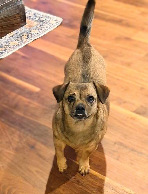Enlarge Chrissy, a Adoptable mixed breed in Holly Springs, NC image 2/2