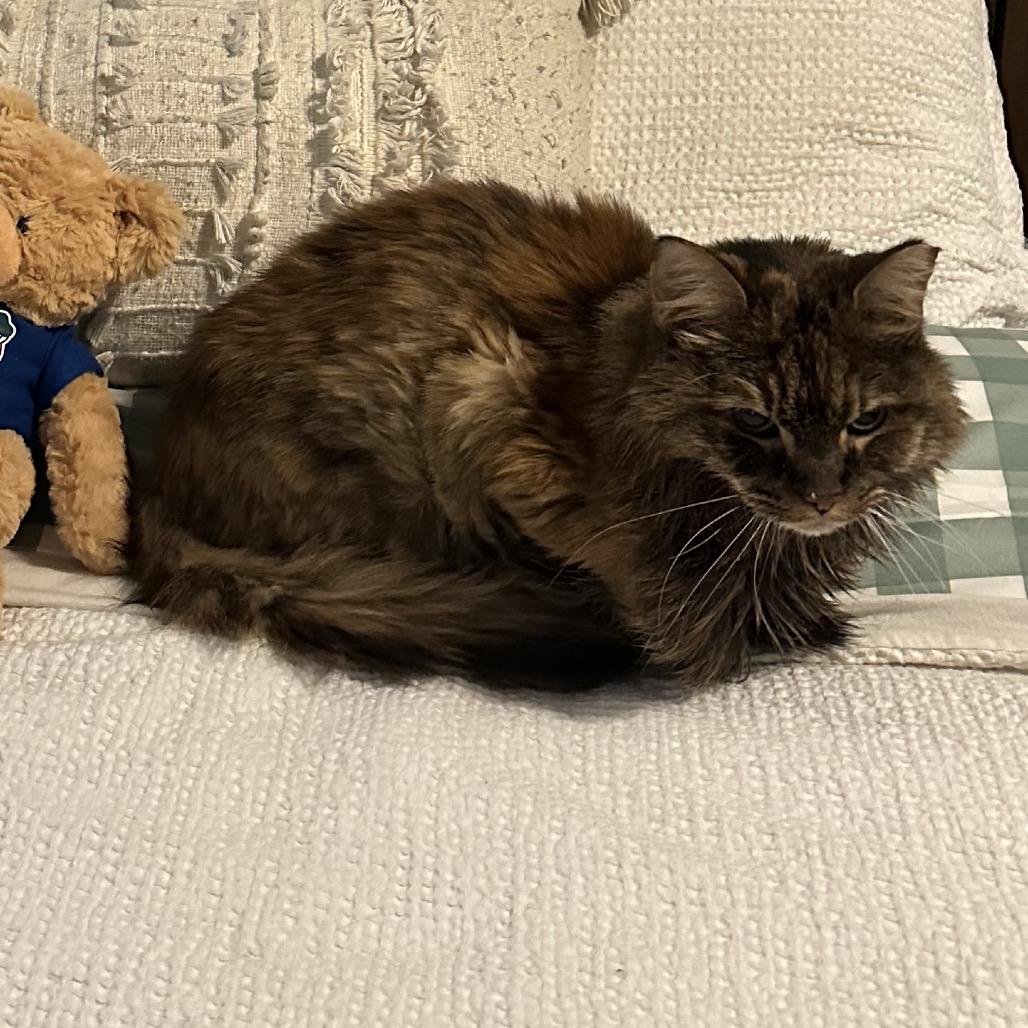 Enlarge Harrvie, a Adoptable mixed breed in Silver Spring, MD image 3/6