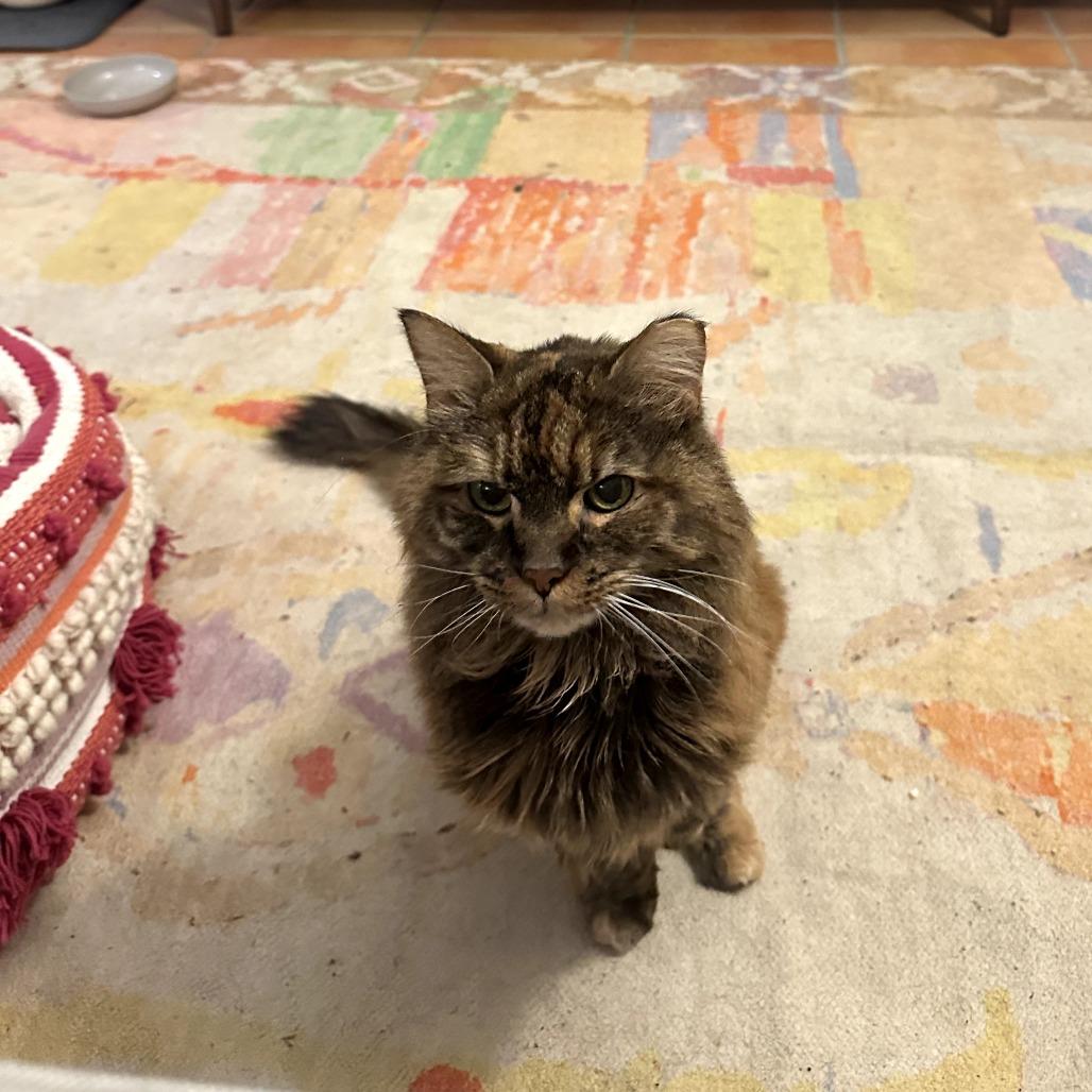 Enlarge Harrvie, a Adoptable mixed breed in Silver Spring, MD image 2/6