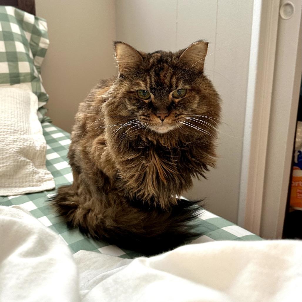 Harrvie, Adoptable, Senior Female Domestic Long Hair.