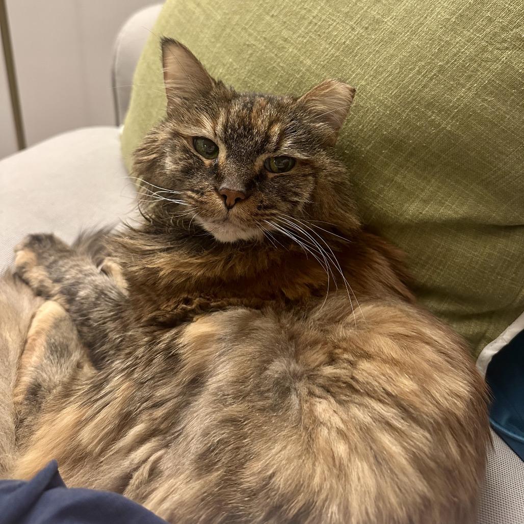 Enlarge Harrvie, a Adoptable mixed breed in Silver Spring, MD image 4/6