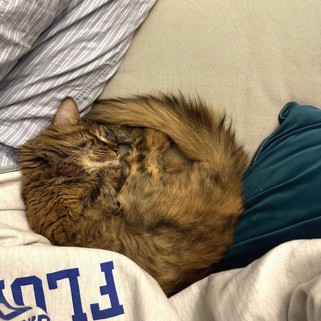 Enlarge Harrvie, a Adoptable mixed breed in Silver Spring, MD image 5/6