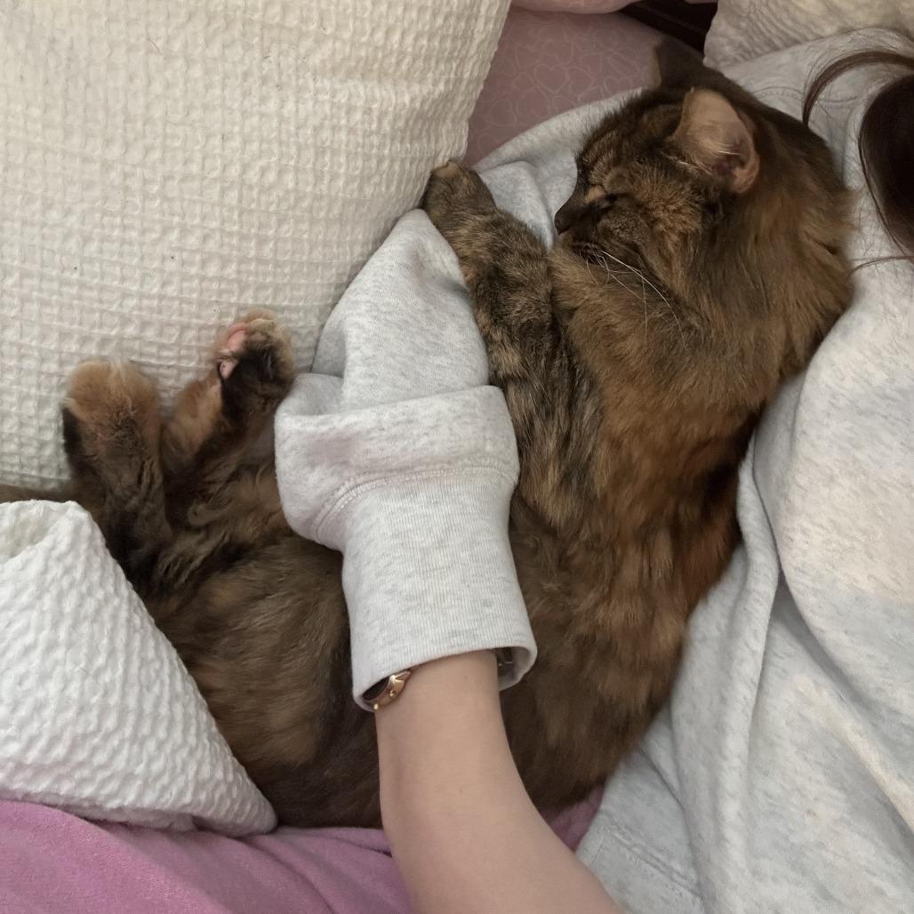 Enlarge Harrvie, a Adoptable mixed breed in Silver Spring, MD image 6/6