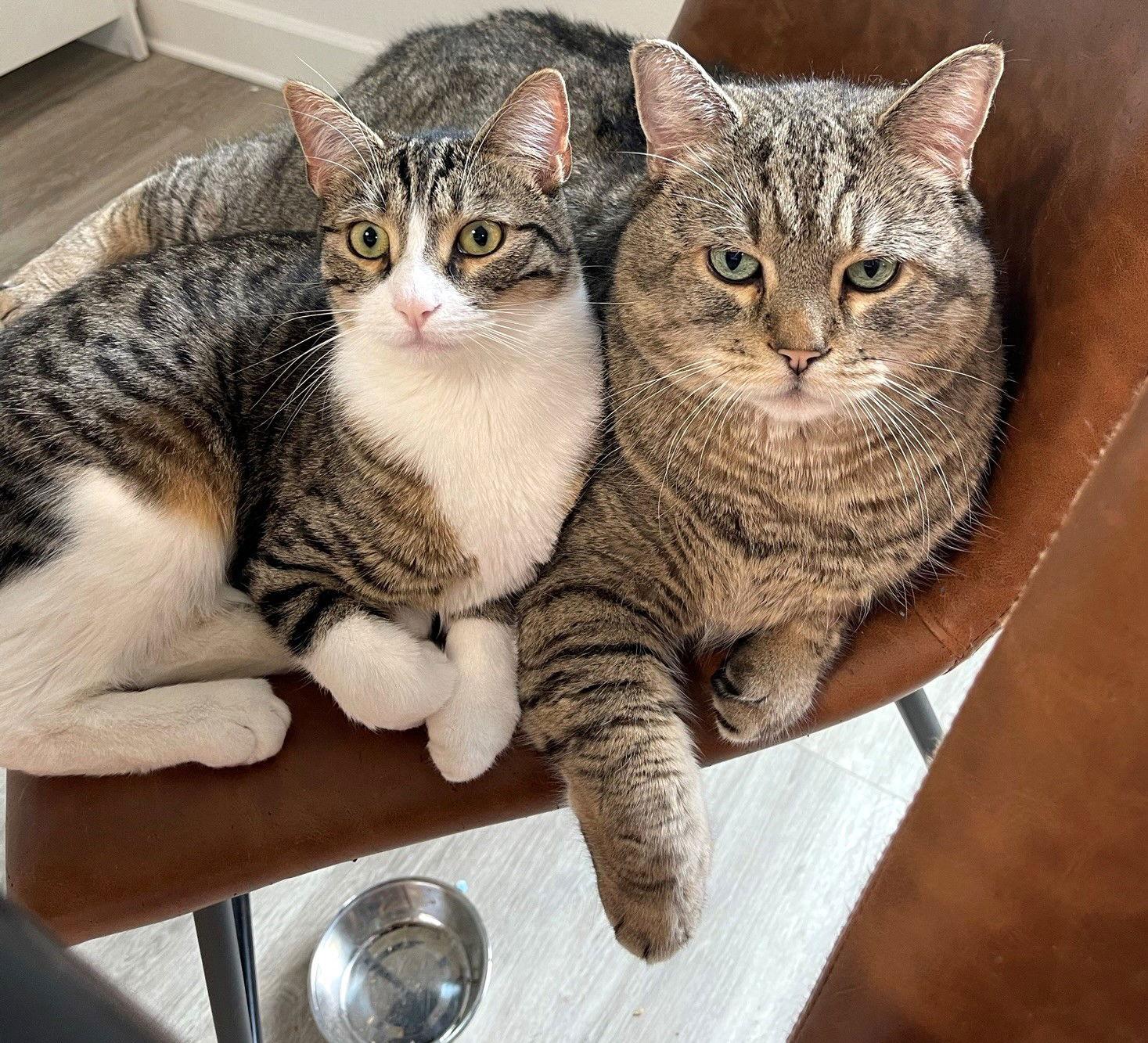 Lionel, a Adoptable mixed breed in Springfield, OR image 2/3