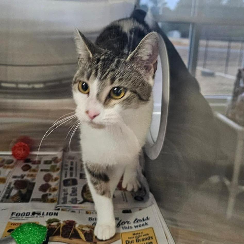 Enlarge CLEO  RESCUED!, a Adoptable Domestic Short Hair in Nashville, NC image 1/2