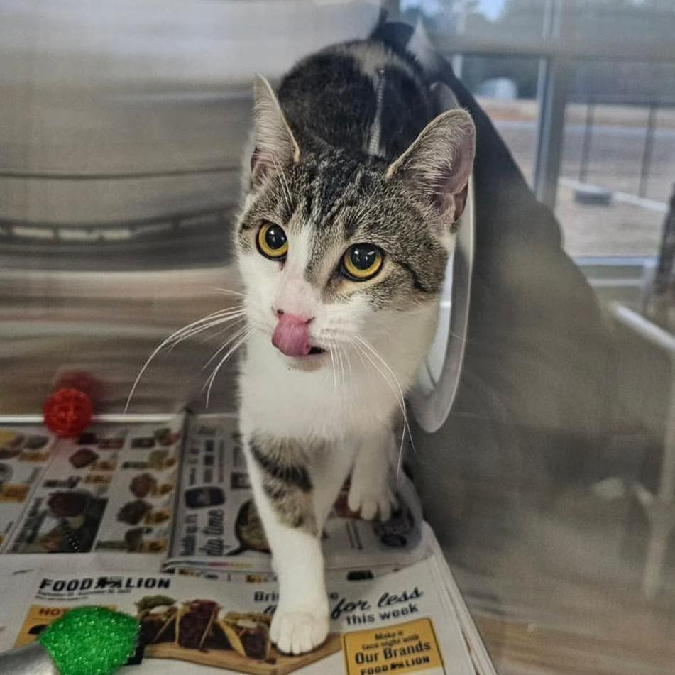 Enlarge CLEO  RESCUED!, a Adoptable Domestic Short Hair in Nashville, NC image 2/2