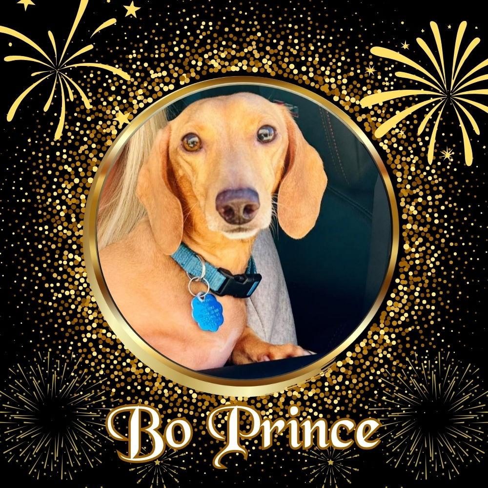 Enlarge Bo Prince, a Adoptable Dachshund in San Antonio, TX image 2/3