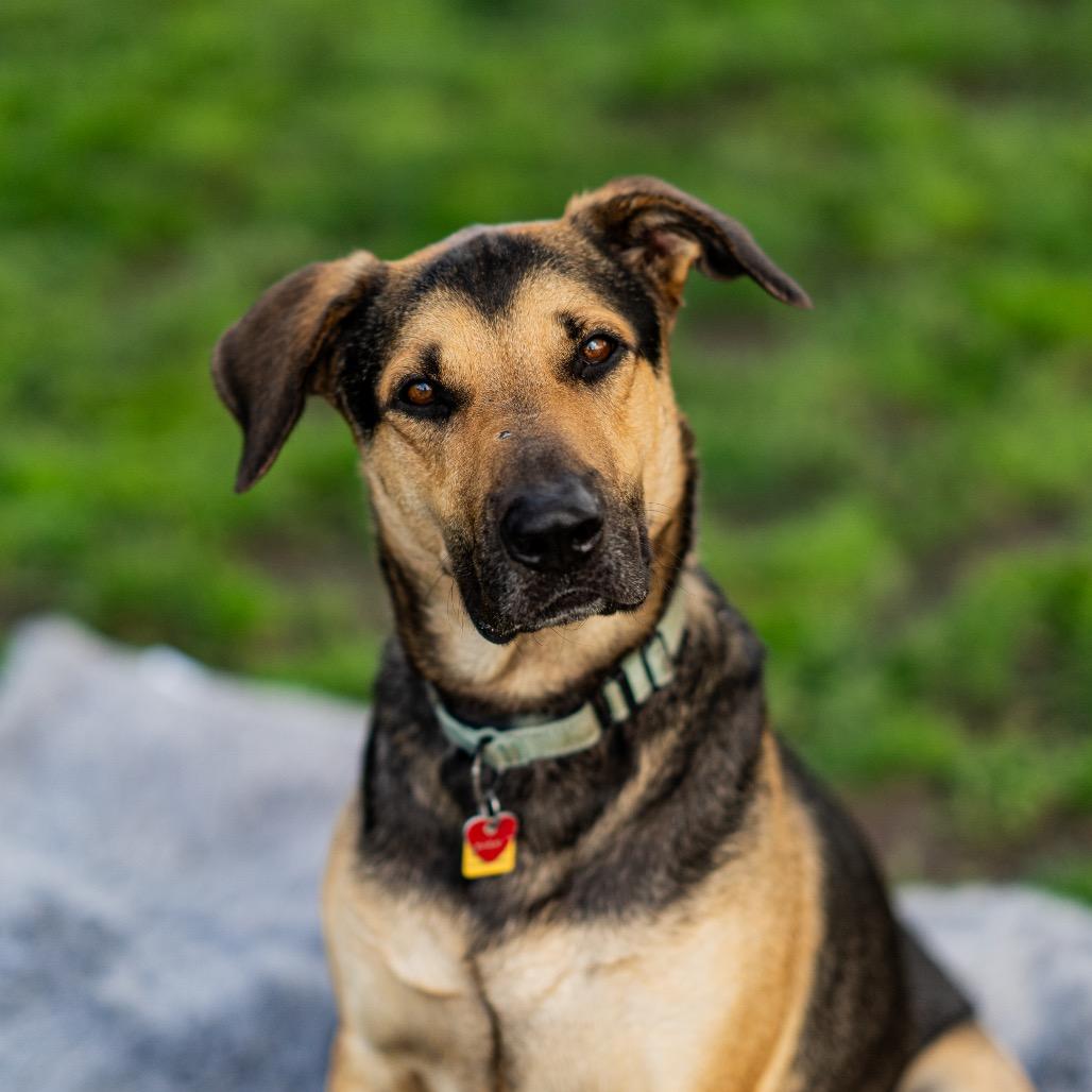 Bobo, Adoptable, Adult Male Mixed Breed.