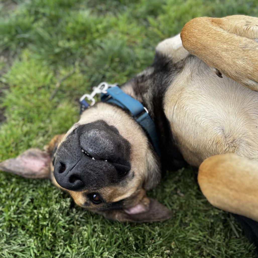 Enlarge Bobo, a Adoptable Mixed Breed in Medford, OR image 4/5