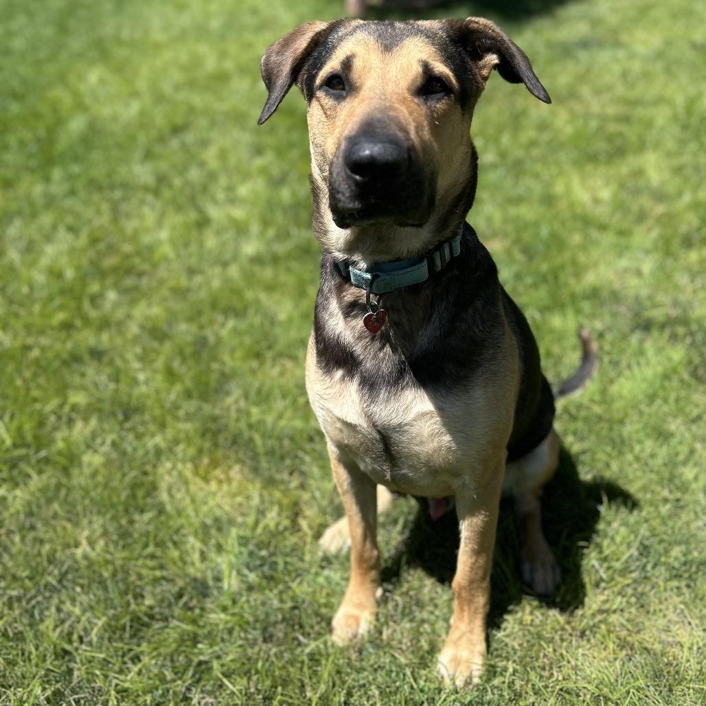 Enlarge Bobo, a Adoptable Mixed Breed in Medford, OR image 5/5