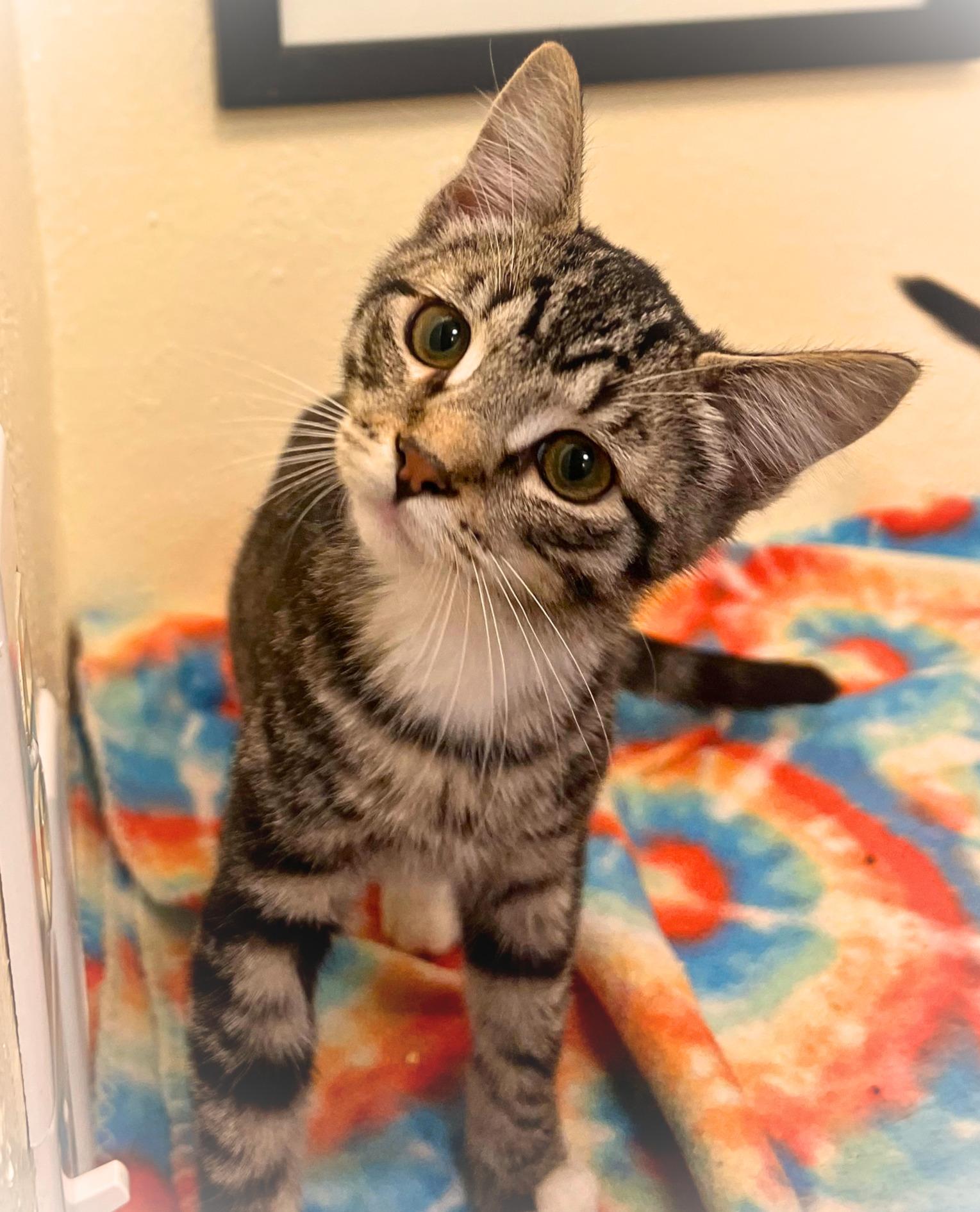 Enlarge Neil 'Cat-grass' Tyson (bonded brother, Carl 'Cat-gan'), a Adoptable mixed breed in The Dalles, OR image 1/1