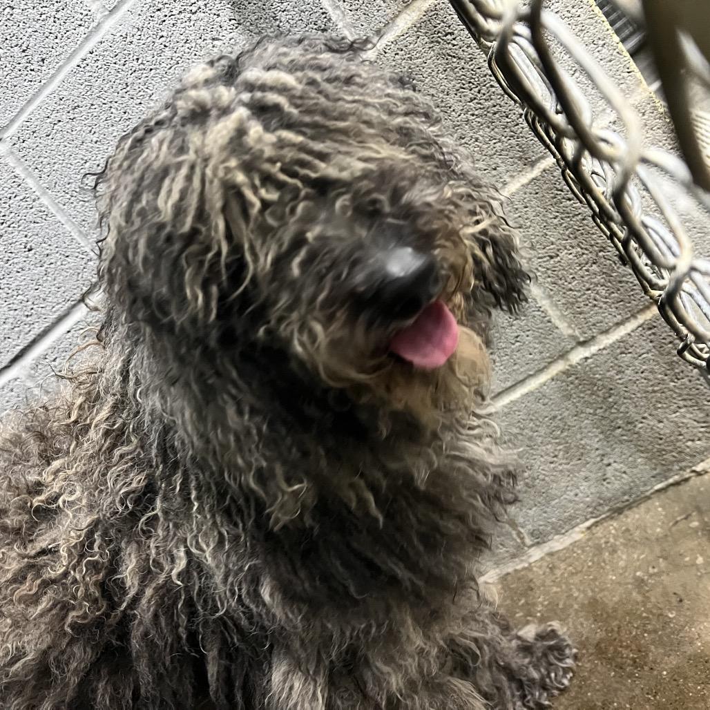 Gigi, Adoptable, Senior Female Mixed Breed & Standard Poodle.
