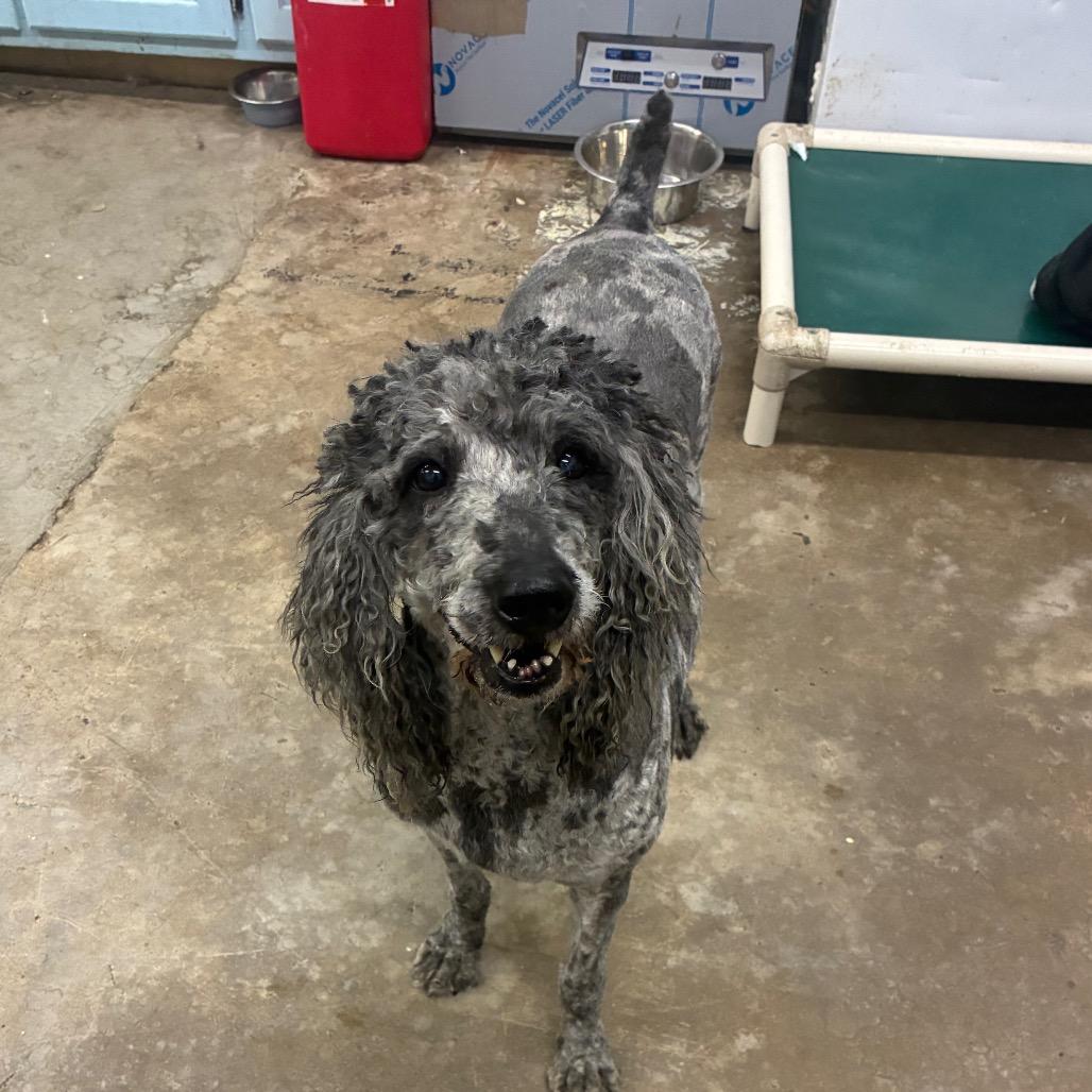 Enlarge Gigi, a Adoptable mixed breed in Corbin, KY image 2/2