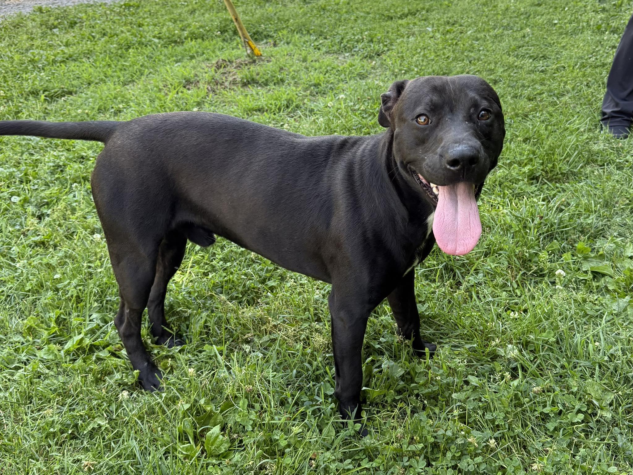 Enlarge Clifty, a ADOPTABLE Mixed Breed in Leitchfield, KY image 1/1