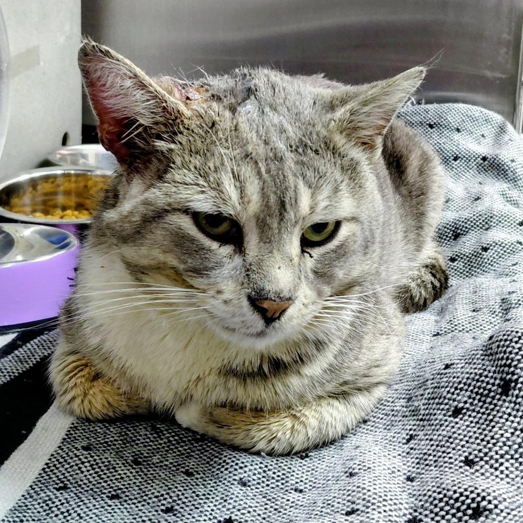 Enlarge Silverbell, a Adoptable Domestic Short Hair in Philadelphia, PA image 1/1