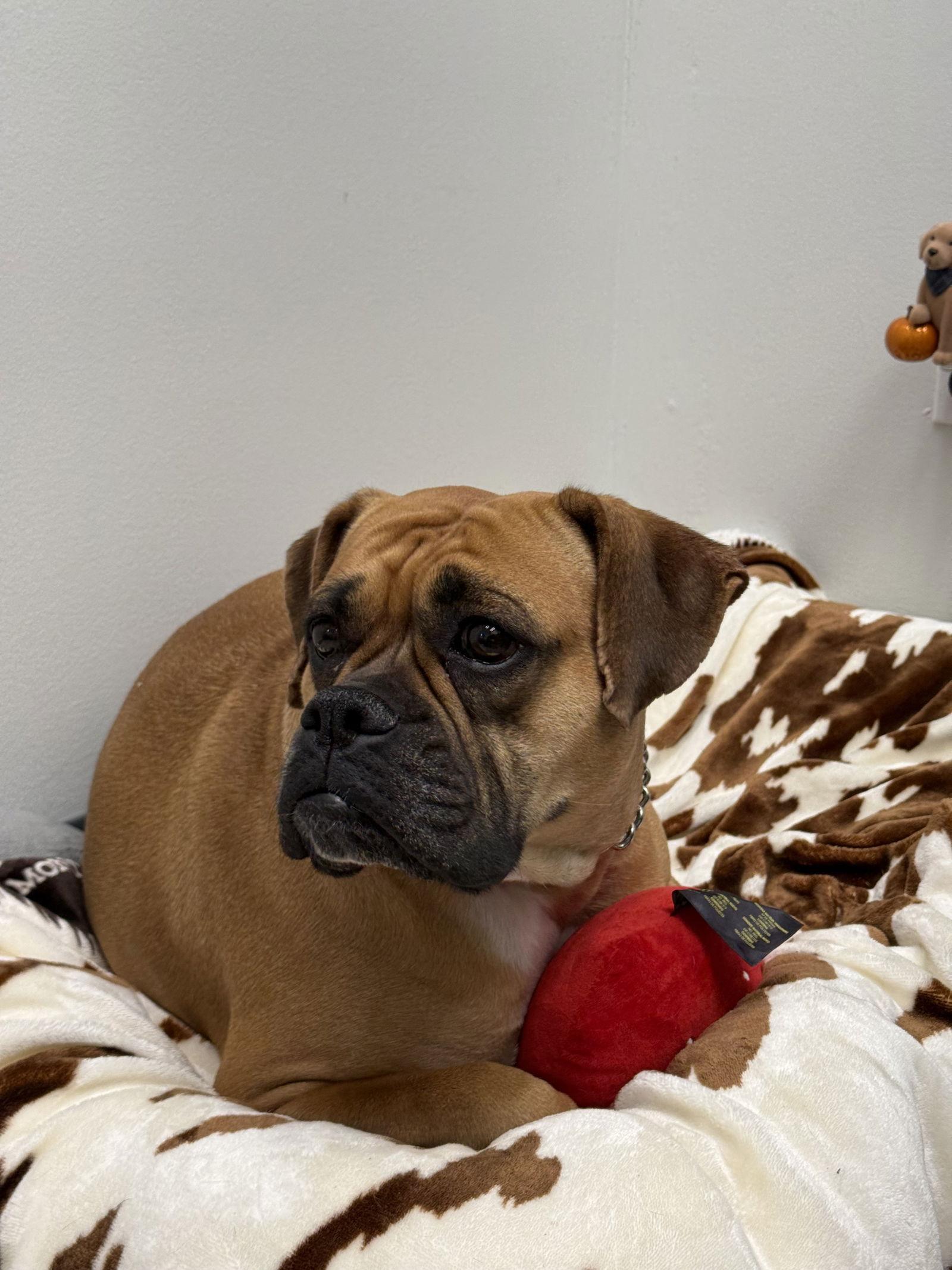 Enlarge Rory, a Adoptable mixed breed in New Albany, OH image 1/3