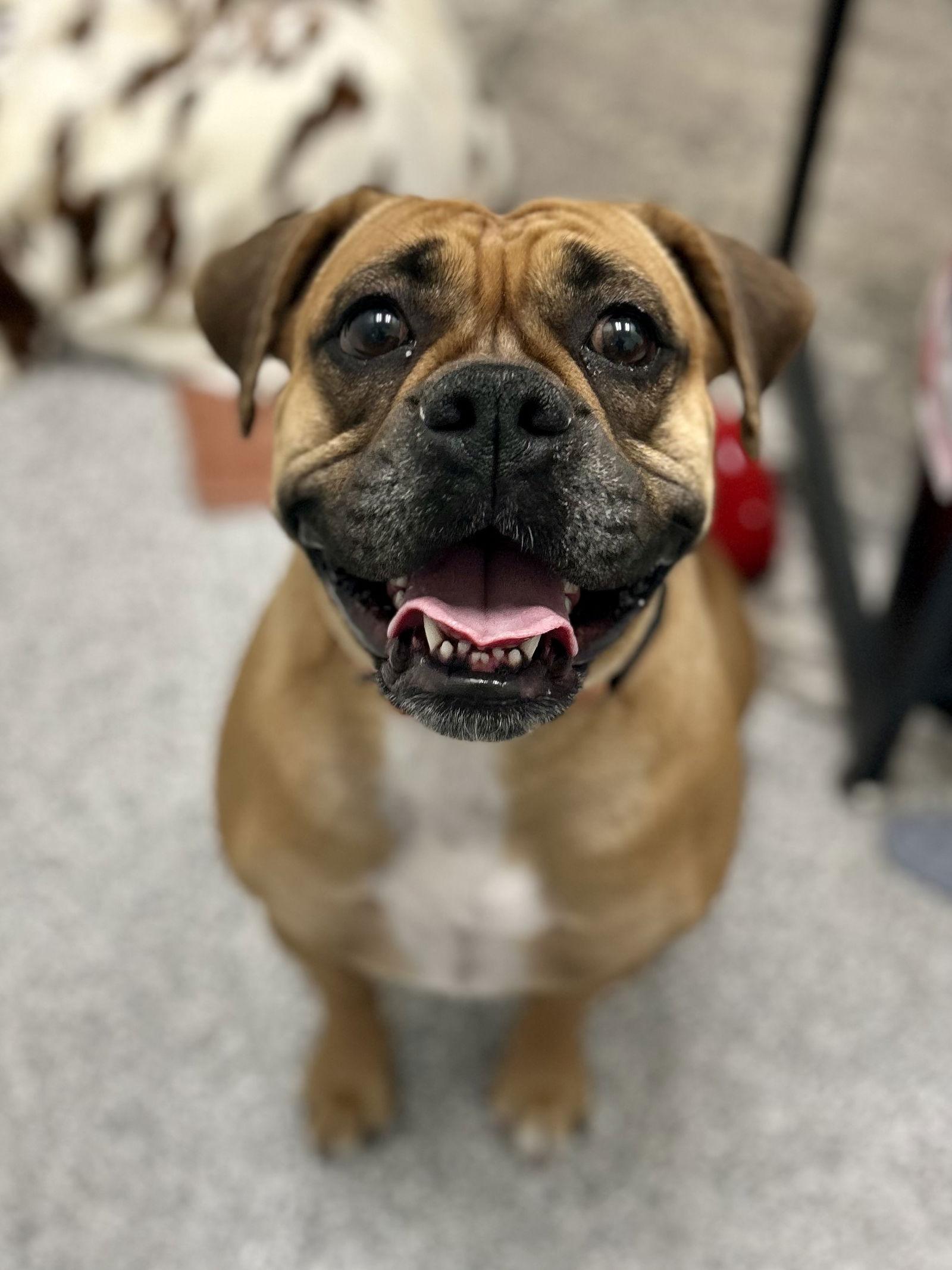 Enlarge Rory, a Adoptable mixed breed in New Albany, OH image 2/3