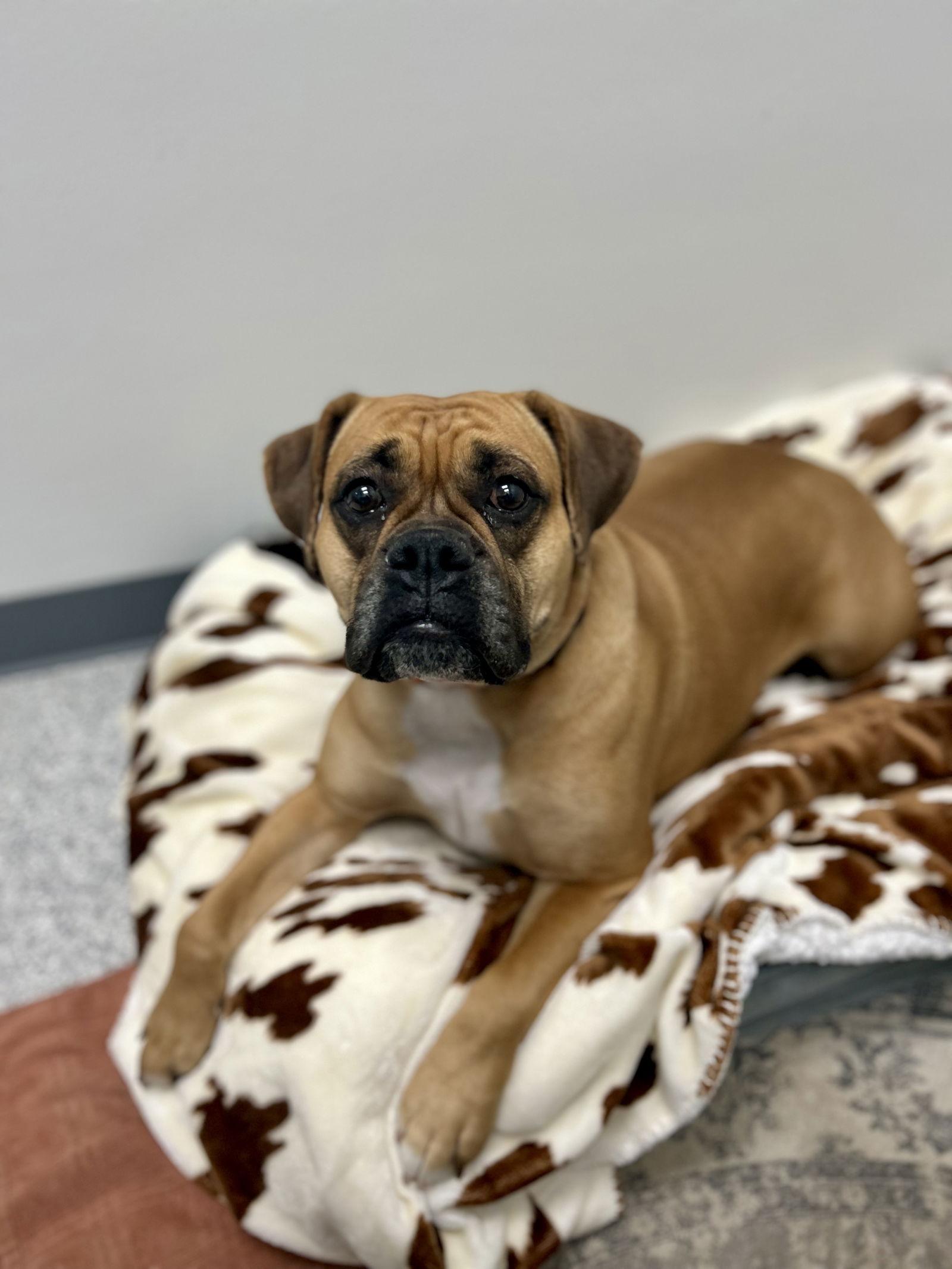 Enlarge Rory, a Adoptable mixed breed in New Albany, OH image 3/3