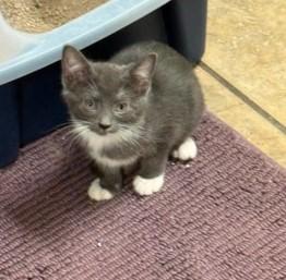 Brooklyn, adopted, Kitten Female Domestic Short Hair.