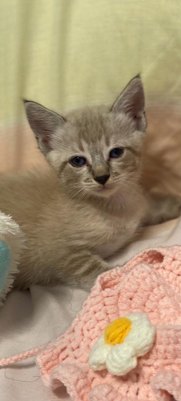Enlarge Jenna May, an adopted Siamese in Colusa, CA image 4/6