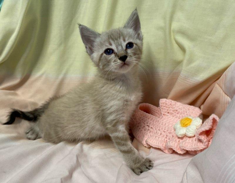 Enlarge Jenna May, an adopted Siamese in Colusa, CA image 1/6