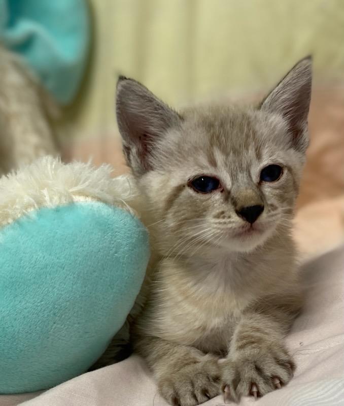 Enlarge Jenna May, an adopted Siamese in Colusa, CA image 5/6