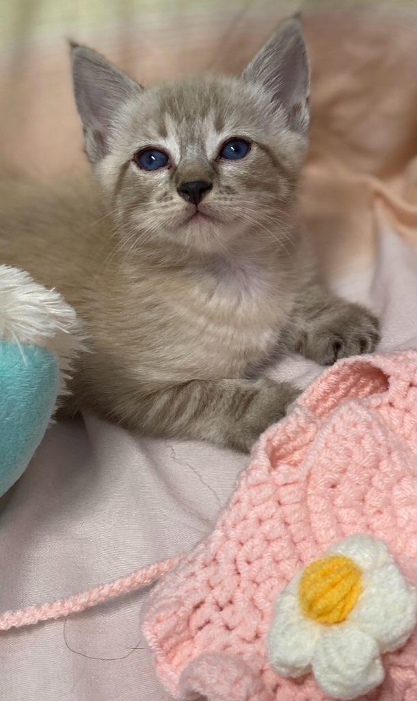 Enlarge Jenna May, an adopted Siamese in Colusa, CA image 3/6